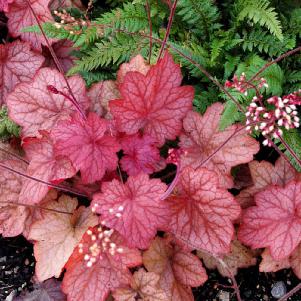 Heuchera Georgia Peach 1 gallon