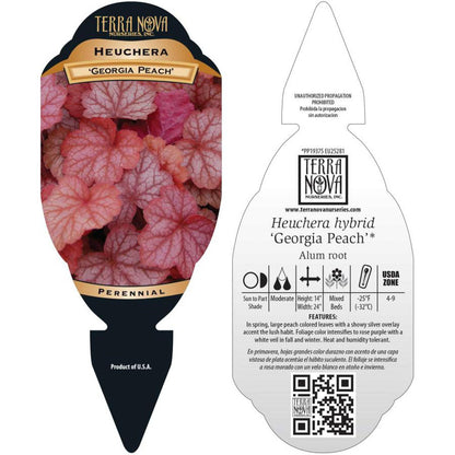 Heuchera Georgia Peach 1 gallon