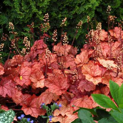 Heuchera Georgia Peach 1 gallon