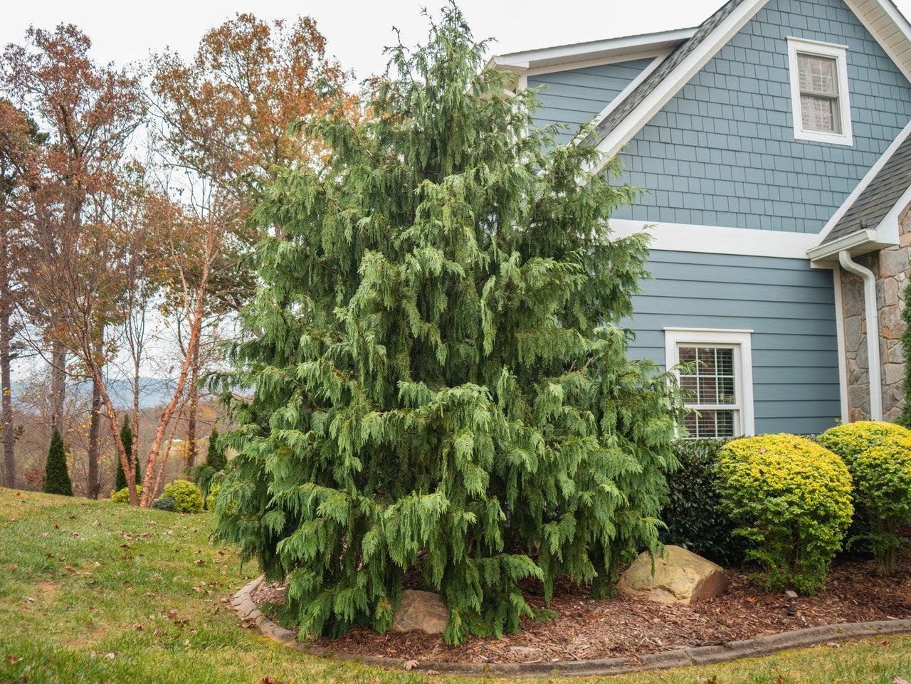 Chamaecyparis nootkatensis 'Pendula'