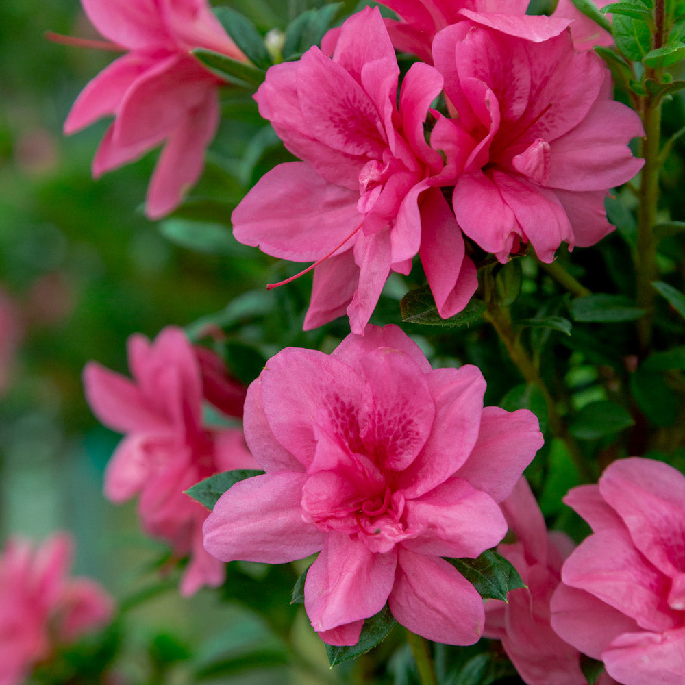 Bloom closeup of Autumn Empress reblooming azalea