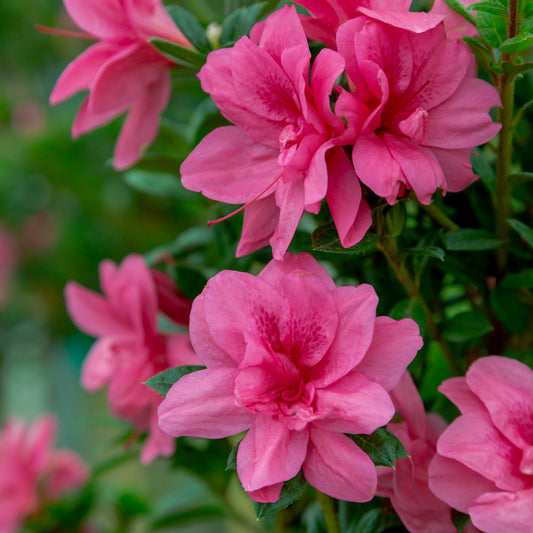 Bloom closeup of Autumn Empress reblooming azalea