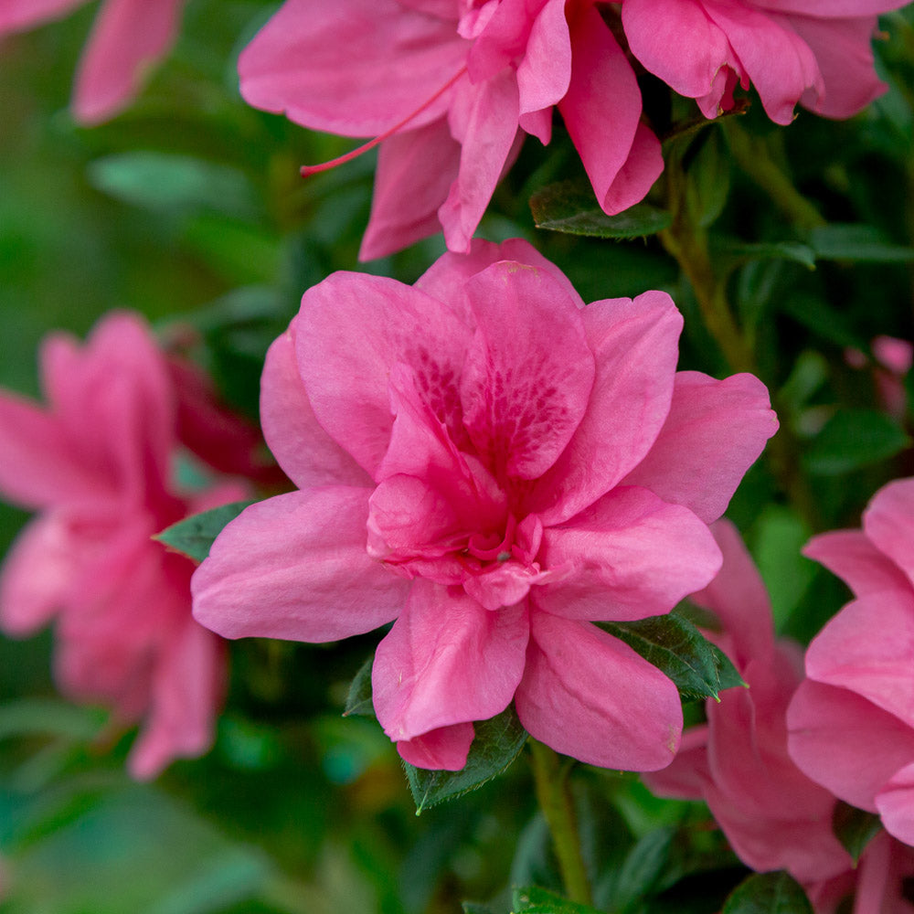 Bloom closeup of Autumn Empress reblooming azalea
