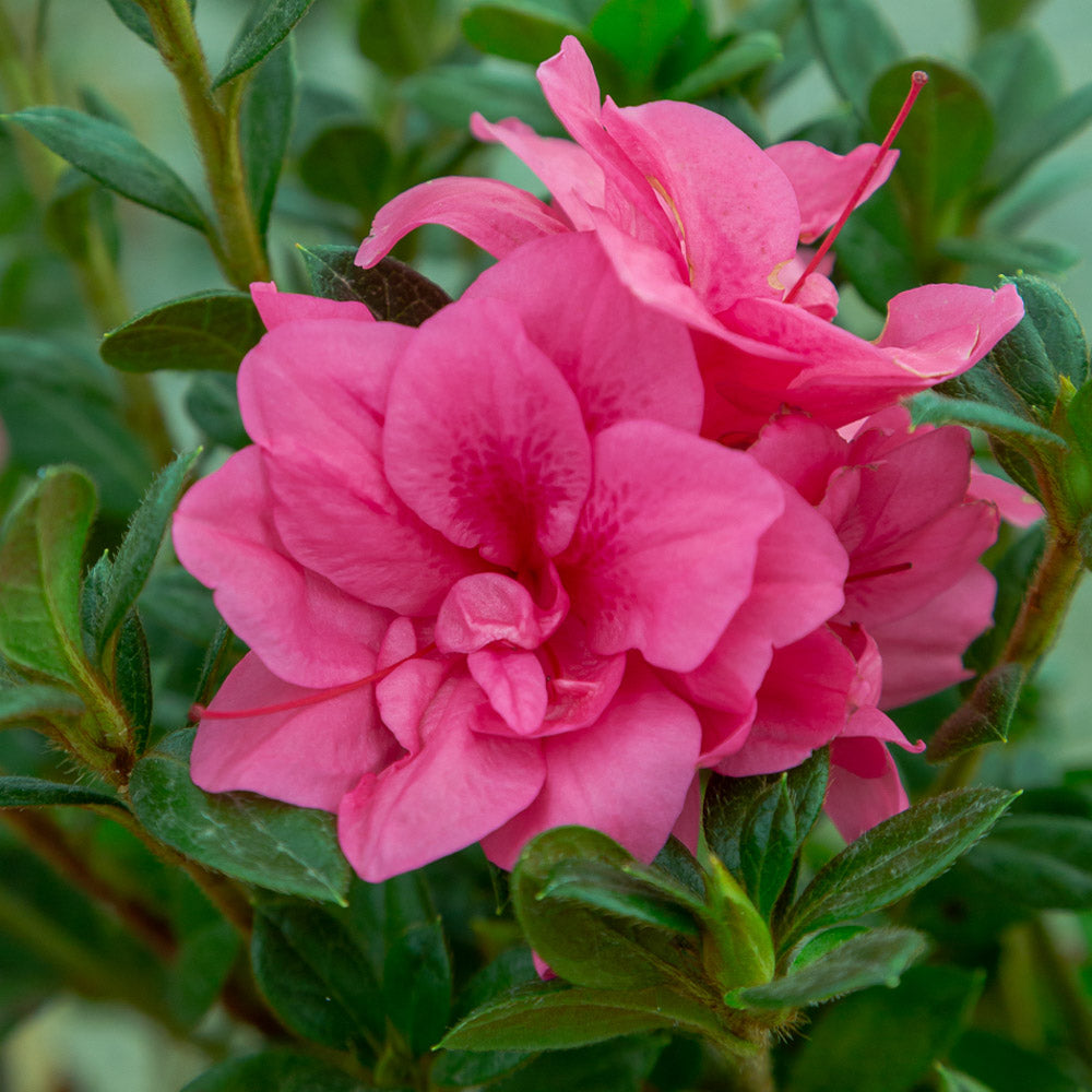 Group of blooms on Autumn Empress reblooming azalea in the landscape