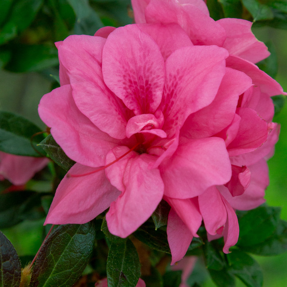 Autumn Empress reblooming azalea landscaping shrub with flowers