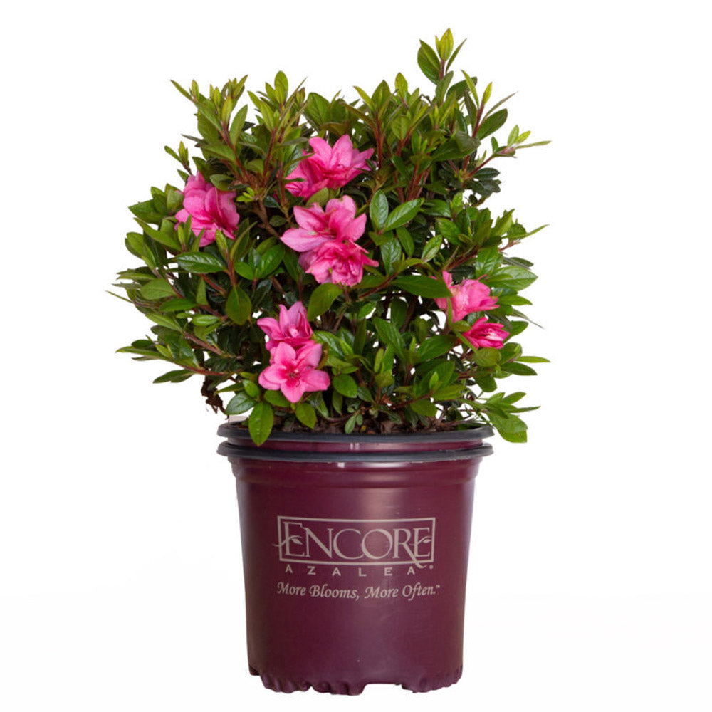 Azalea Encore Autumn Empress