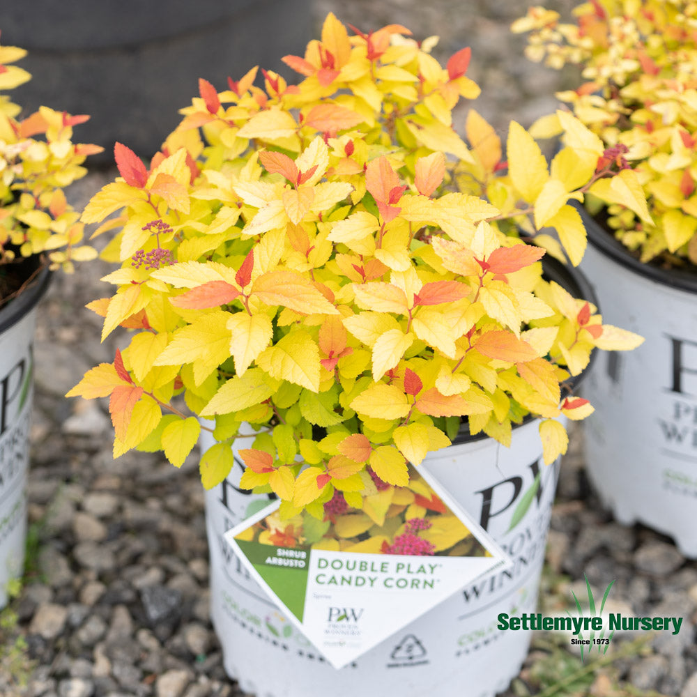Spiraea Double Play Candy Corn