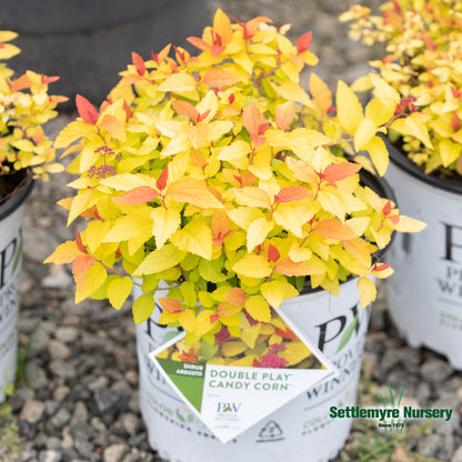 Spiraea Double Play Candy Corn