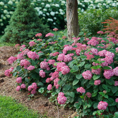 Invincibelle Ruby Hydrangea
