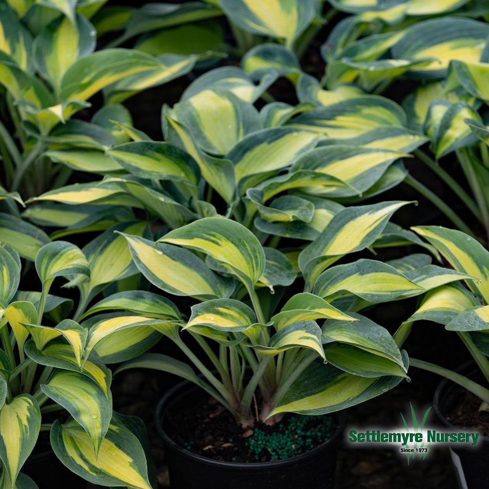 Hosta June #1