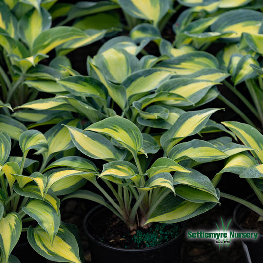 Hosta June #1