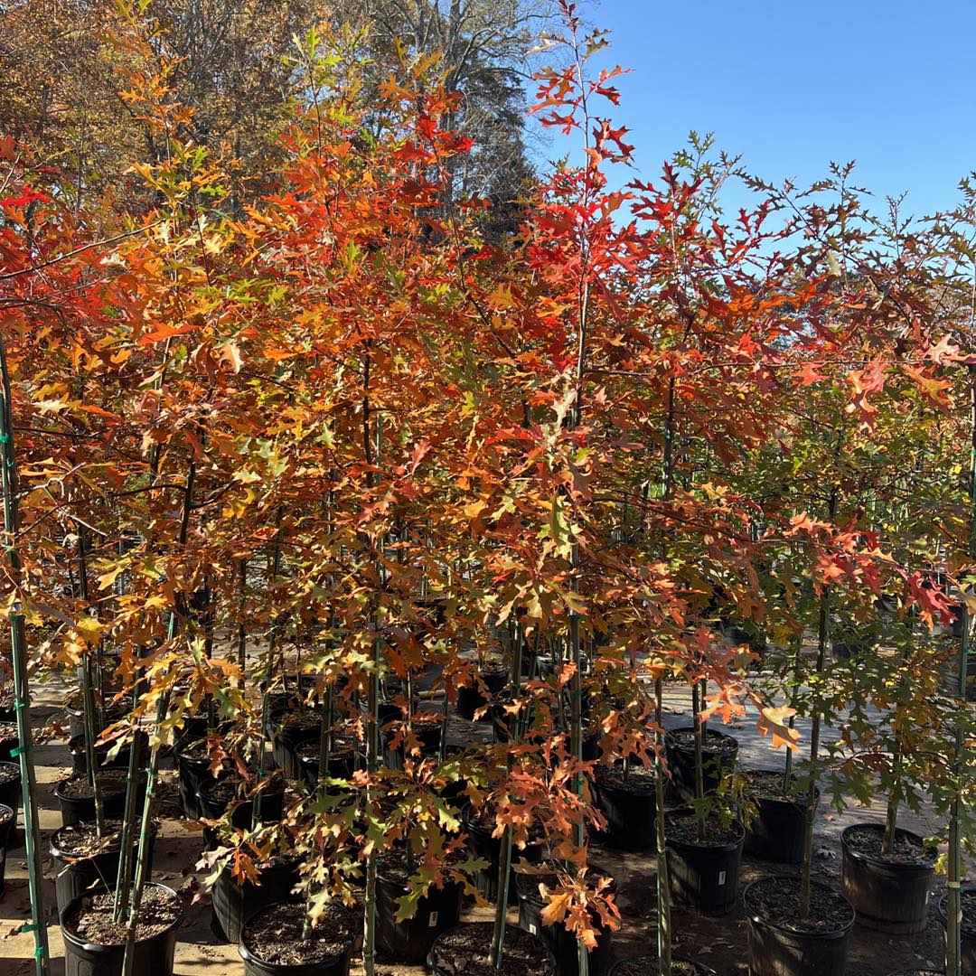 Pin Oak Tree