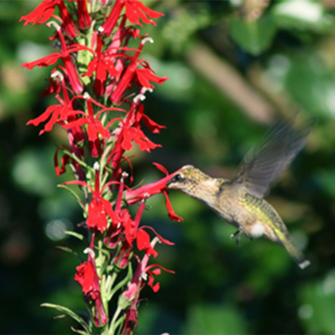 Perennial Cardinal Flower #1