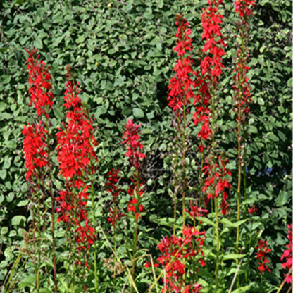 Perennial Cardinal Flower #1