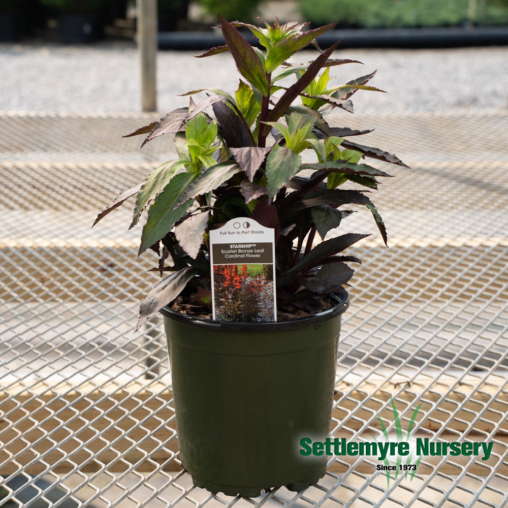 Perennial Cardinal Flower #1