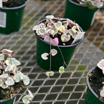 Succulent String of Hearts