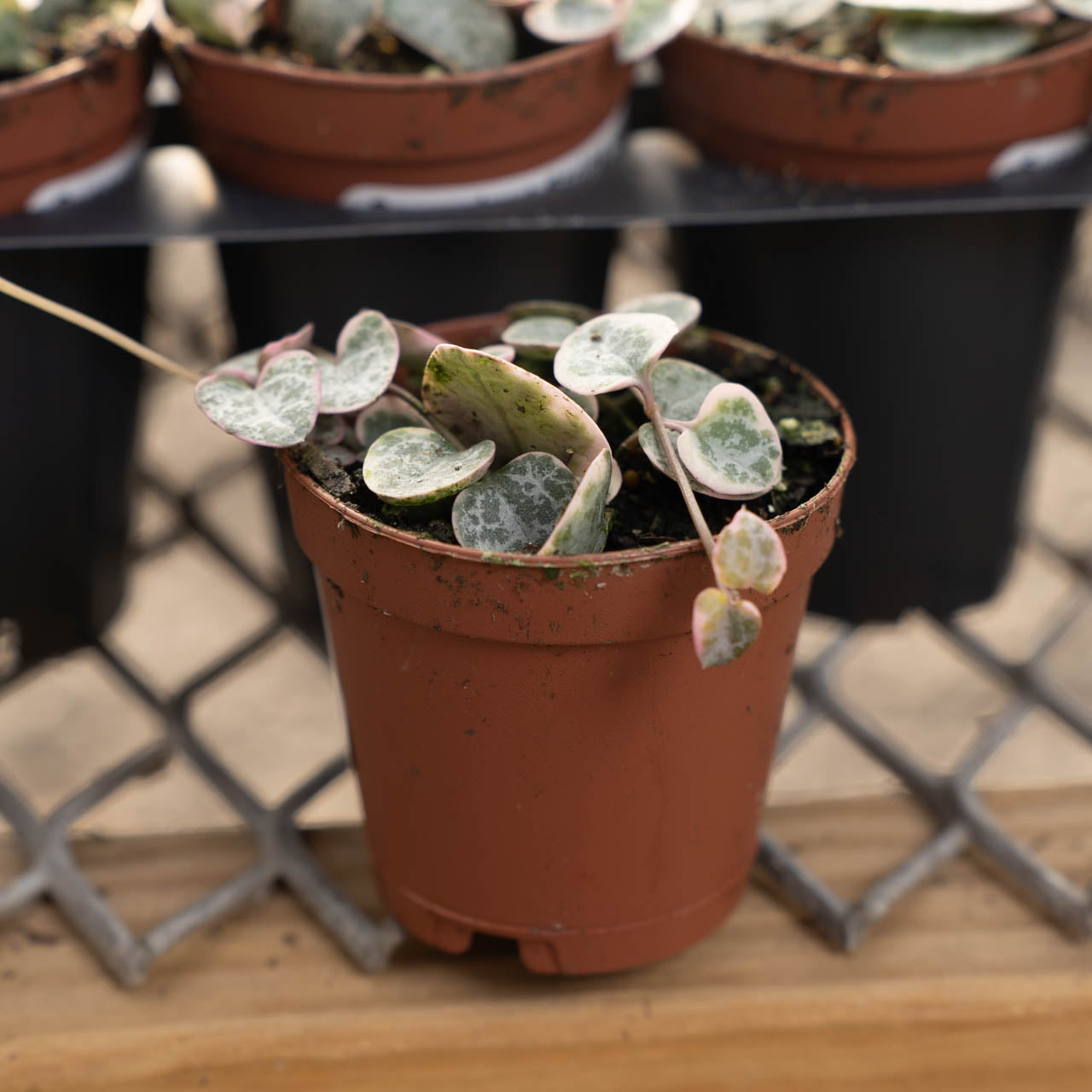 Succulent String of Hearts