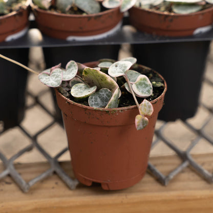 Succulent String of Hearts