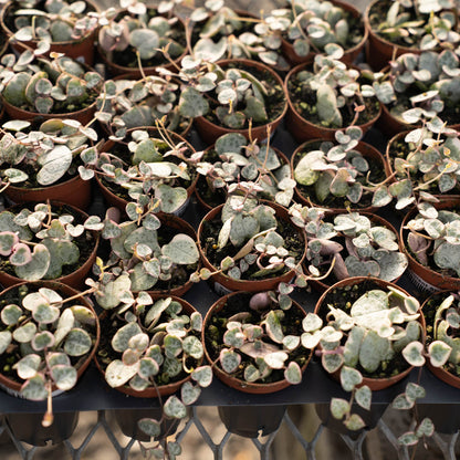 Succulent String of Hearts