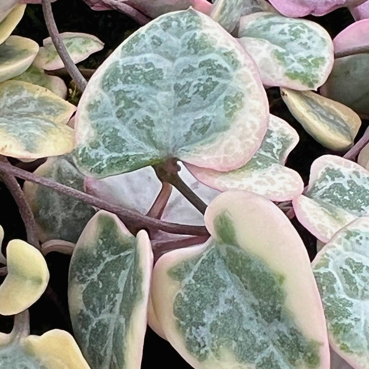 Succulent String of Hearts