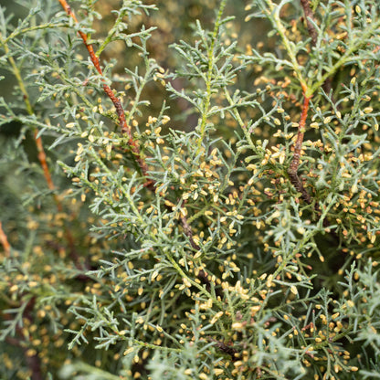 Close up of a cypress plant with thin, green branches and small, yellowish buds or seed pods. The image focuses on the intricate details of the foliage.