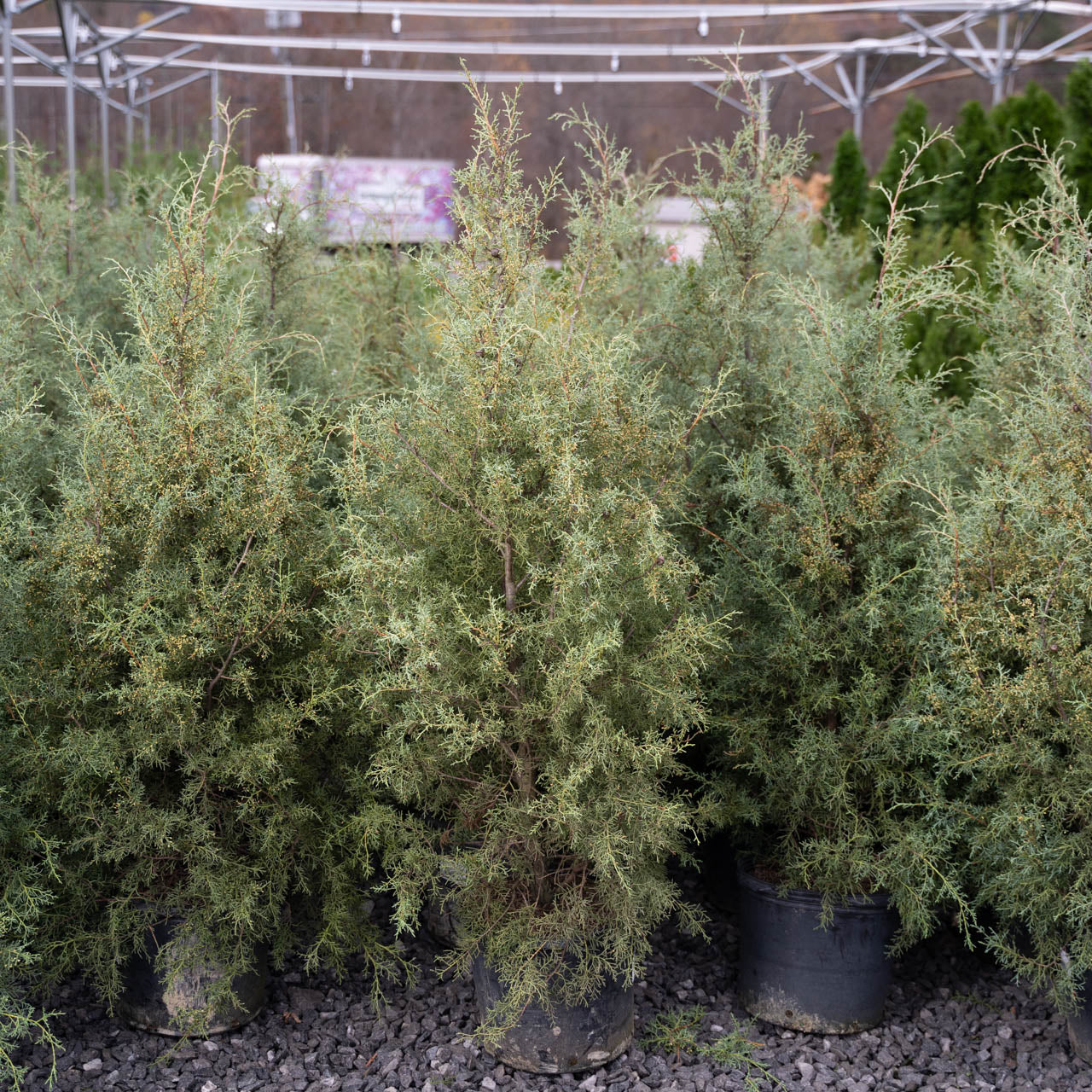 Rows of potted, dense green cypress trees on display at a plant nursery, set on gravel under a metal canopy