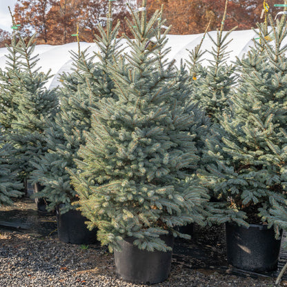 Fat Albert Blue Spruce