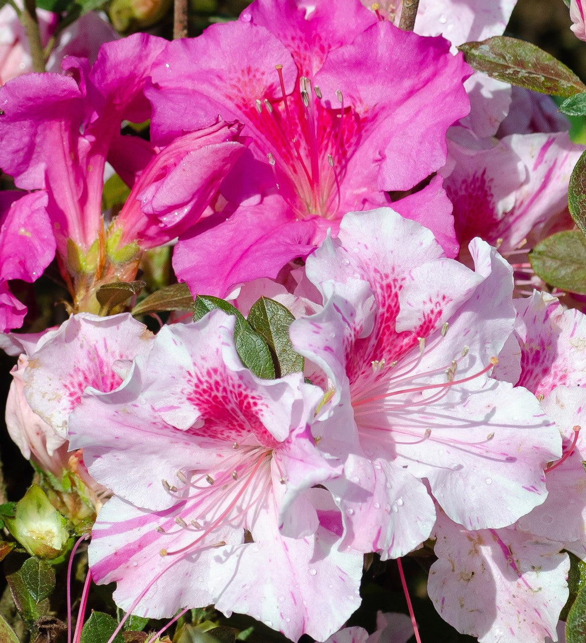 Encore Azalea Autumn Twist blooms at Settlemyre Nursery