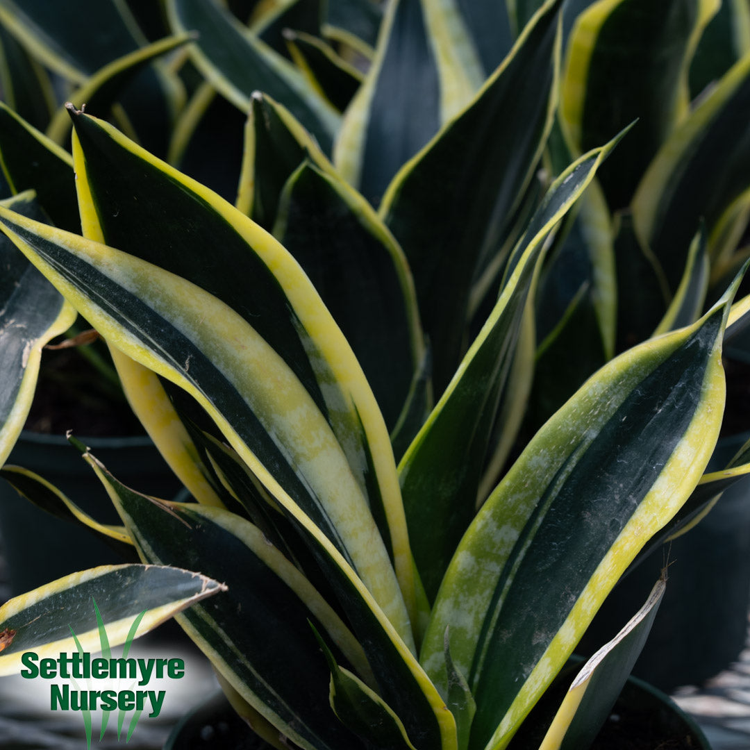 Snake Plant Black Gold 6 Inch