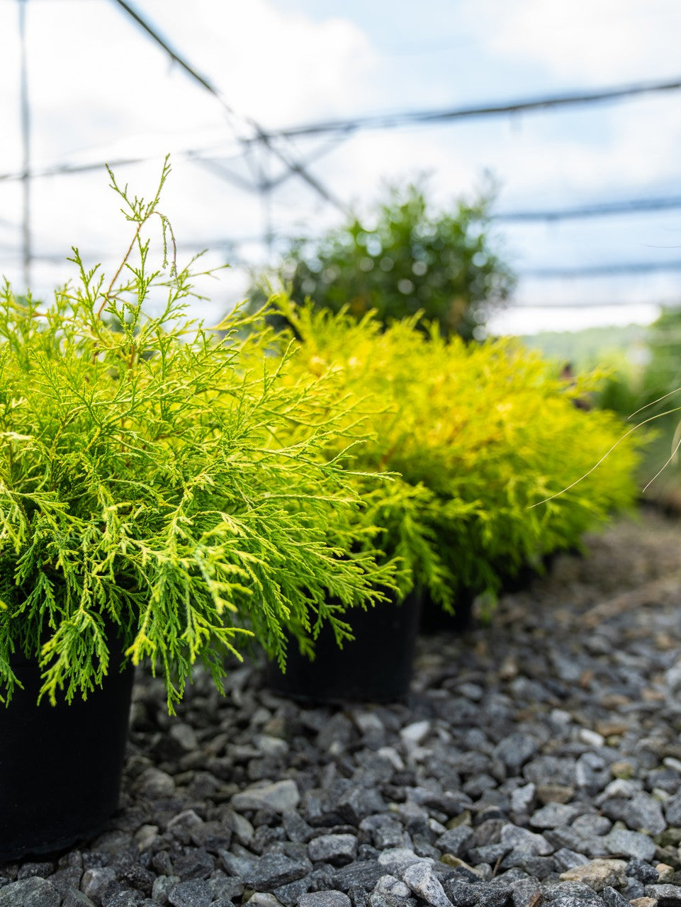 Closeup of Gold Mop Chamaecyparis shrub at Settlemyre Nursery