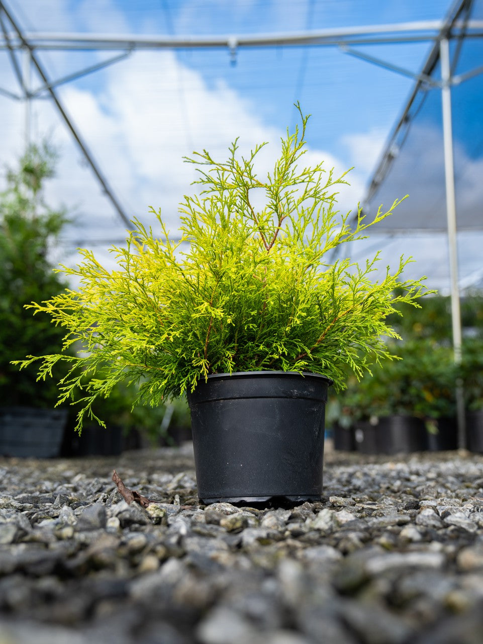 Gold Mop Chamaecyparis bush with evergreen foliage