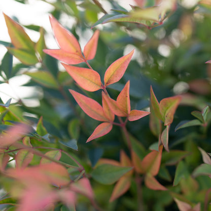 Nandina Gulf Stream