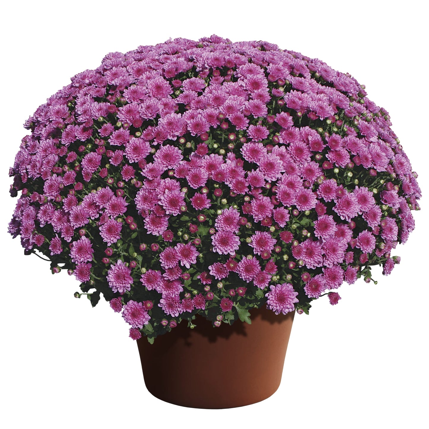 Mum Wanda Lavender 12"