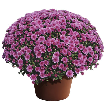 Mum Wanda Lavender 12"