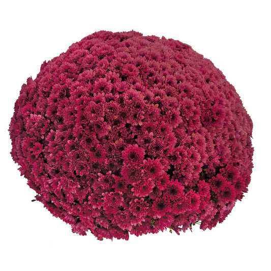 Mum Lucky Purple 12"