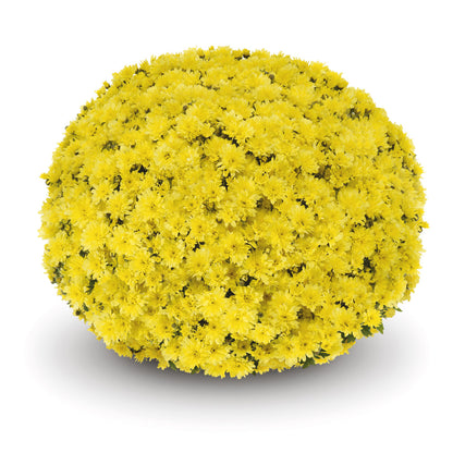Mum Arluno Yellow