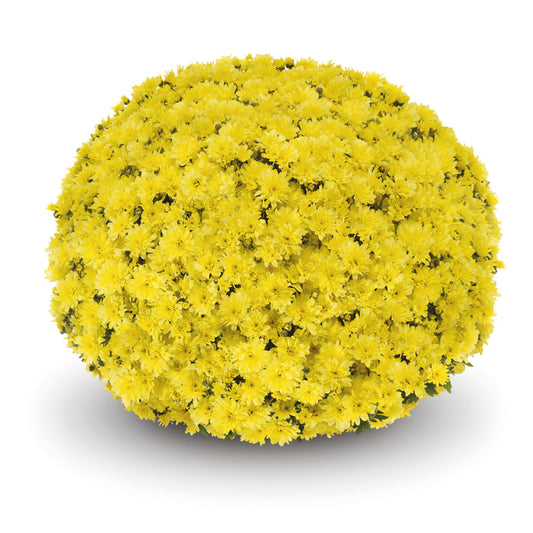Mum Arluno Yellow