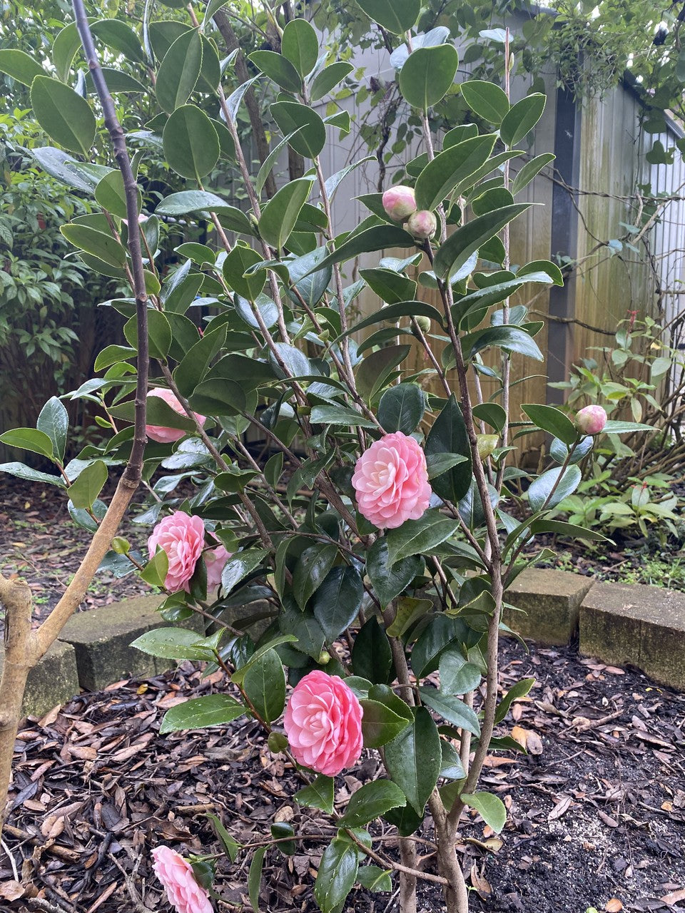 Camellia Pink Perfection 3 Gallon