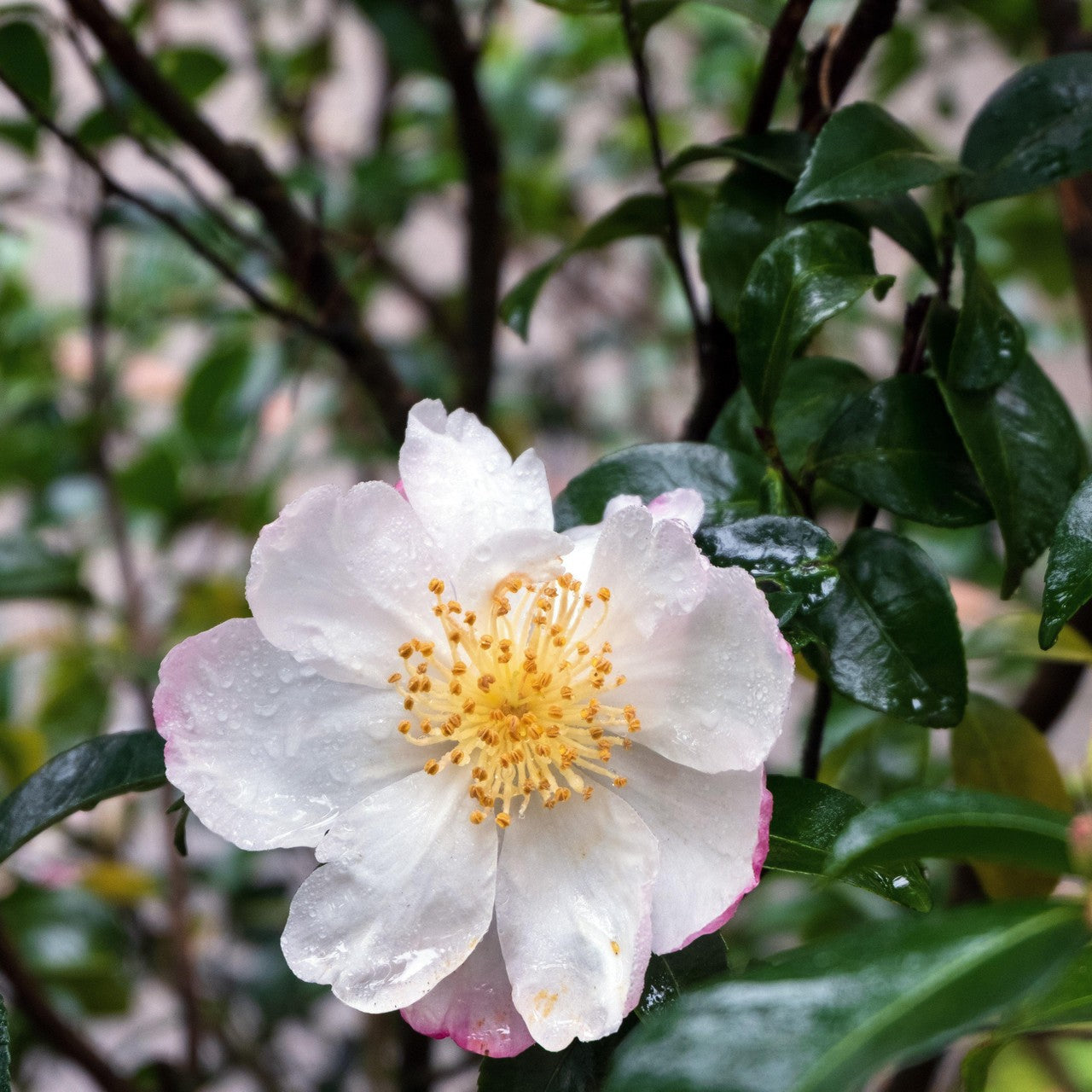 Camellia Daydream White