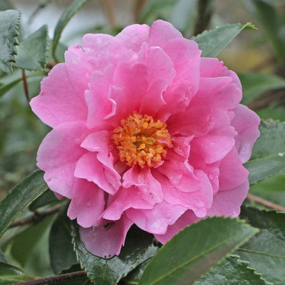 Camellia Winter's Joy Pink