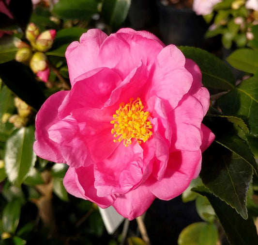 Camellia Winter's Joy Pink
