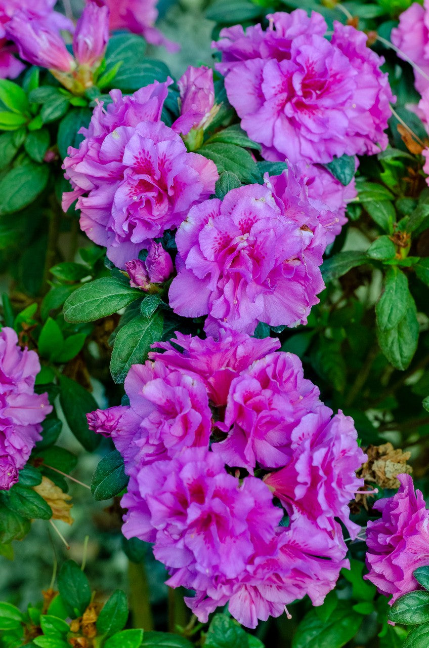 Azalea Encore Autumn Majesty