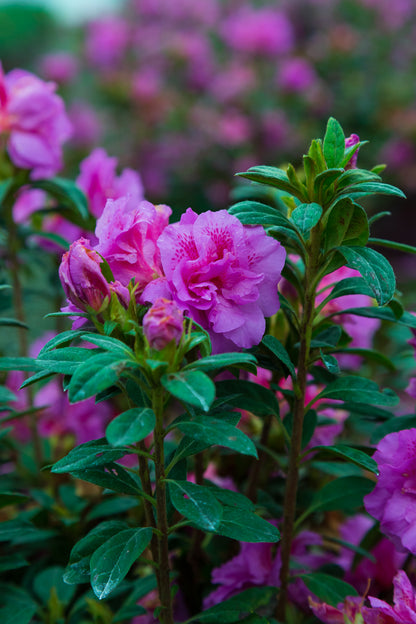 Azalea Encore Autumn Majesty