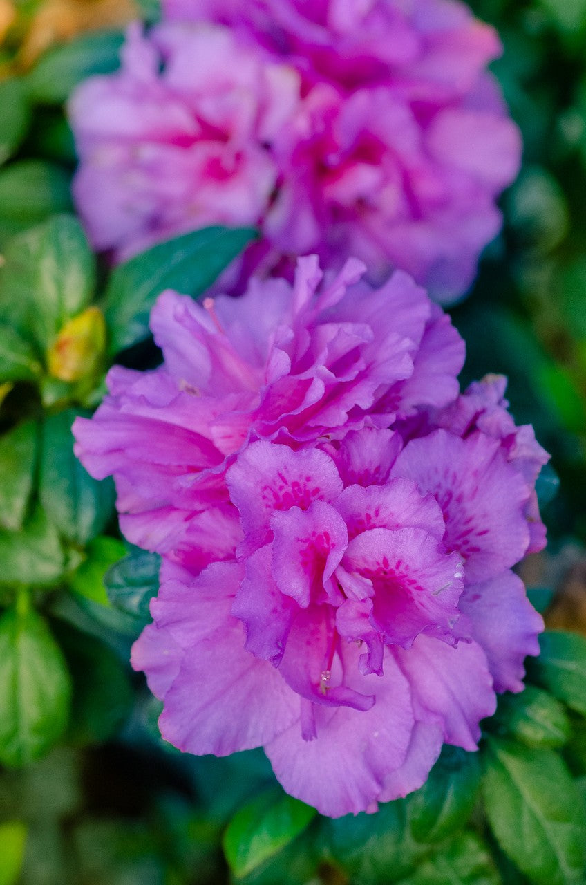 Azalea Encore Autumn Majesty