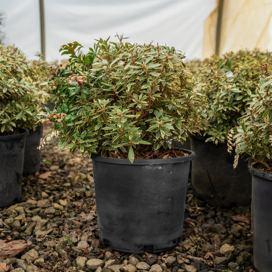Pieris Japonica Little Heath 3 Gallon