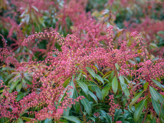 Pieris Japonica Mountain Fire 6 gallon