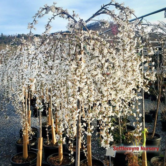 Weeping Cherry SnowFountain 7g