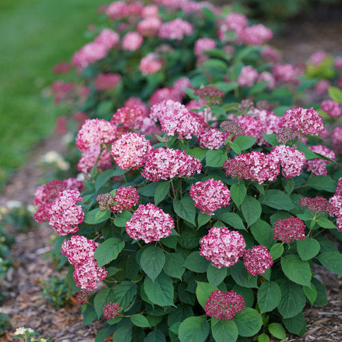 Invincibelle Ruby Hydrangea