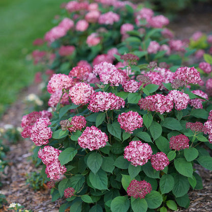 Invincibelle Ruby Hydrangea