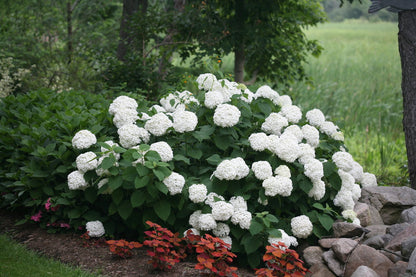 Incrediball White Hydrangea